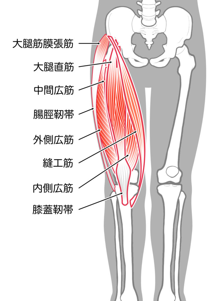 膝の筋肉イラスト