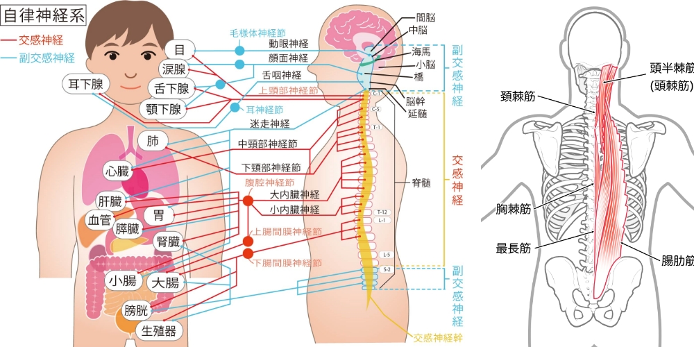 交感神経と背中の筋肉の関係を表すイラスト