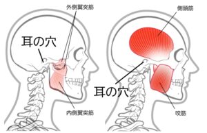 顎関節を構成する筋肉