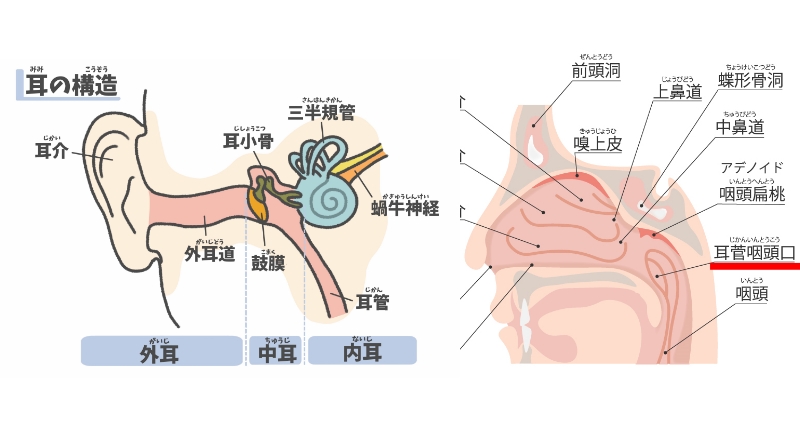 耳管から咽頭口までのイラスト