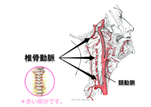 椎骨動脈の画像