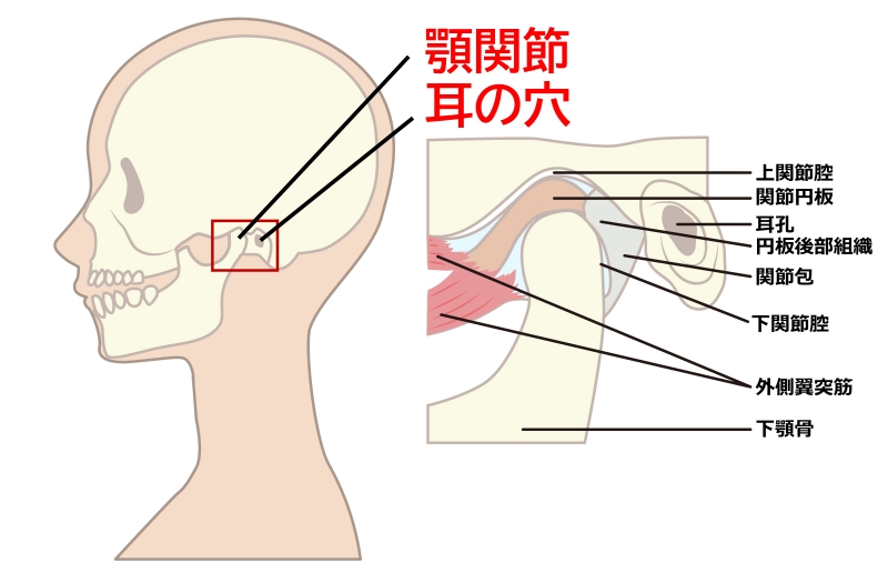 耳の穴と顎関節の位置を示したイラスト