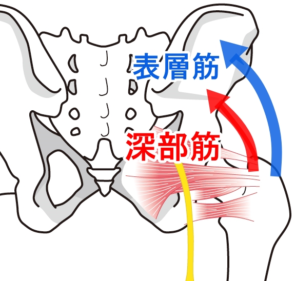 股関節圧力のイラスト