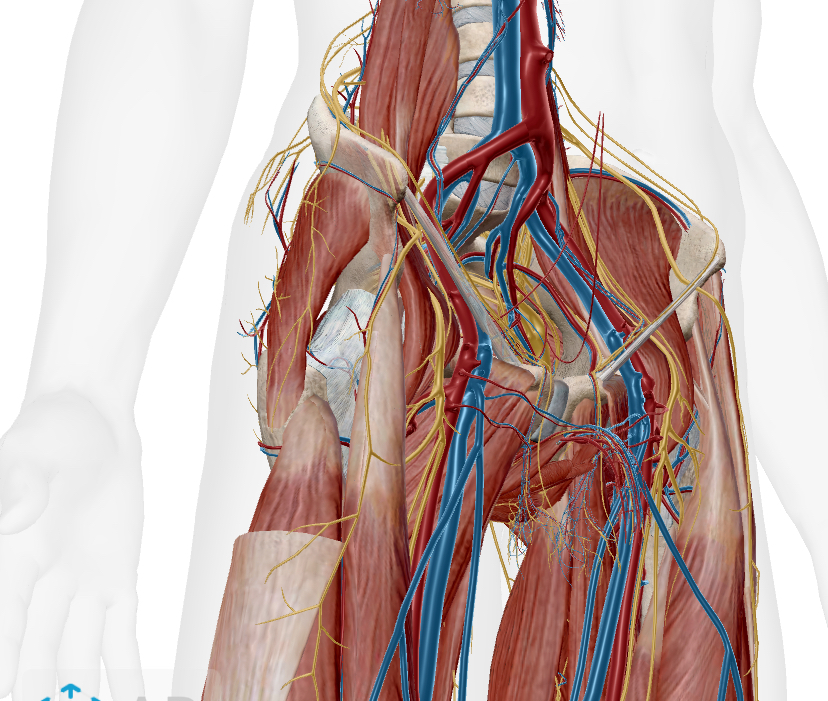 股関節の神経血管のイラスト